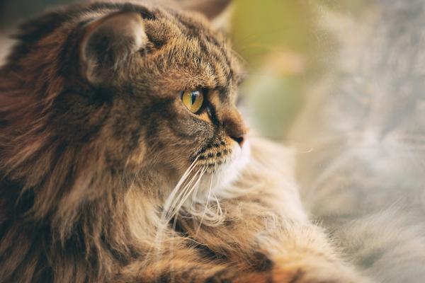 Qué hacer cuando tu gato muda el pelo (por toda la casa)