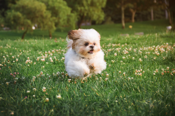 Cómo afecta a tu perro la primavera