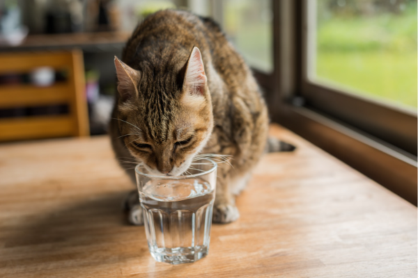Cómo conseguir que tu gato beba más