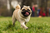 Perro paseando