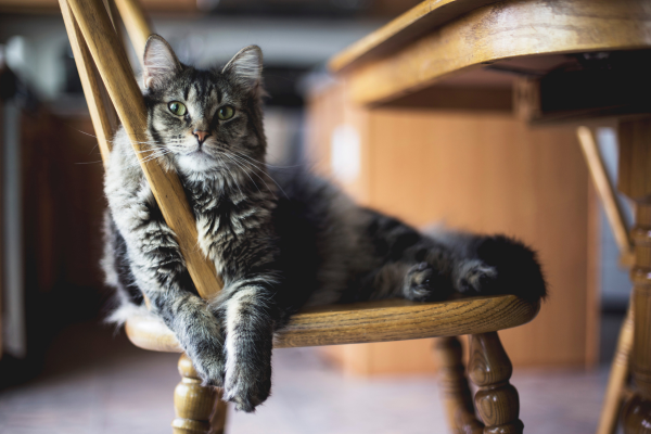 gato sentado en una silla