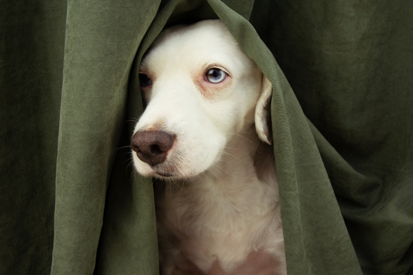 Cómo combatir el estrés de tu perro o gato