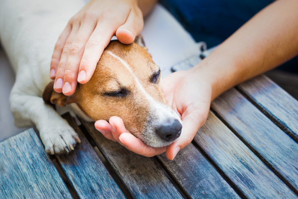 Por qué vomita tu perro, posibles causas y gravedad
