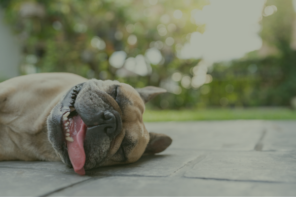 perro tumbado por el calor
