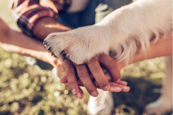De veganimales a FAMANIMAL, la historia de un cambio de nombre