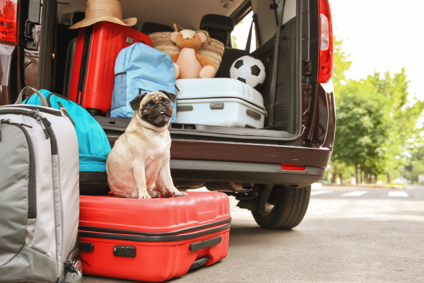 Ocho consejos para evitar que tu perro se maree en el coche