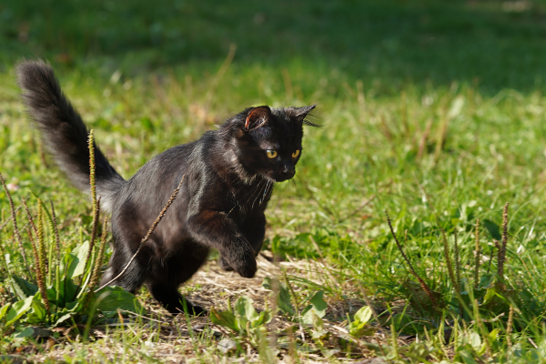 gato saltando en la hierba