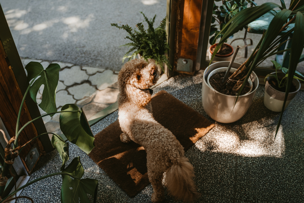 Ocho plantas de interior peligrosas para perros y gatos