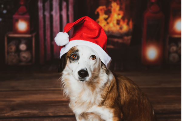 perro con gorro de navidad