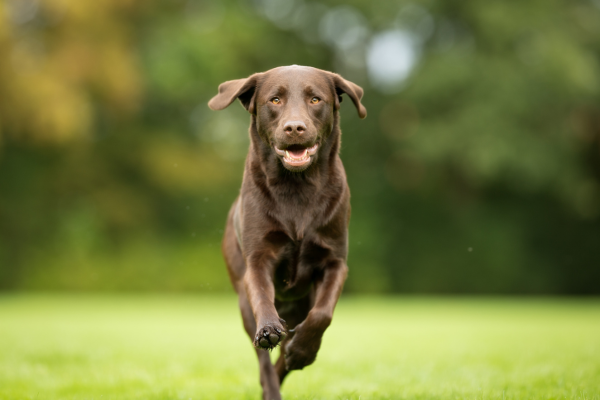 perro corriendo