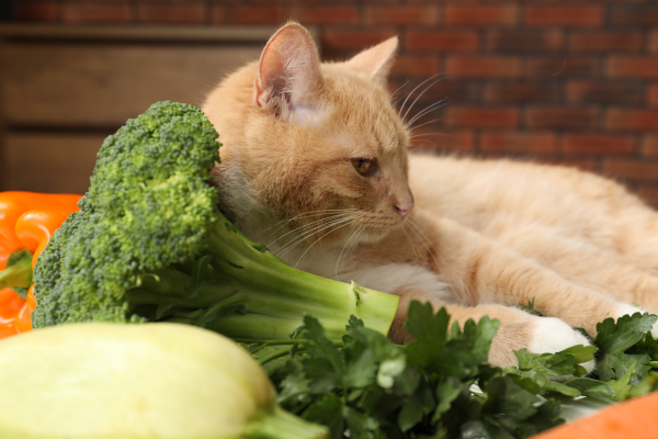 gato con verduras