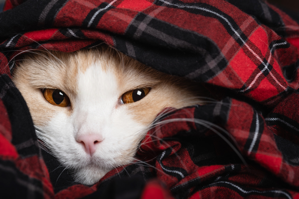gato vegano debajo de una manta