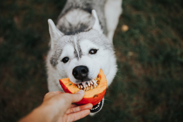 perro comiendo calabaza