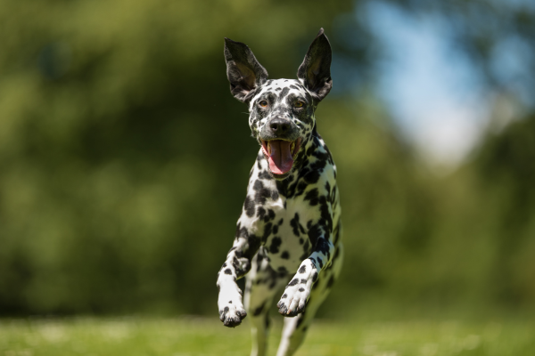 perro corriendo en el parque