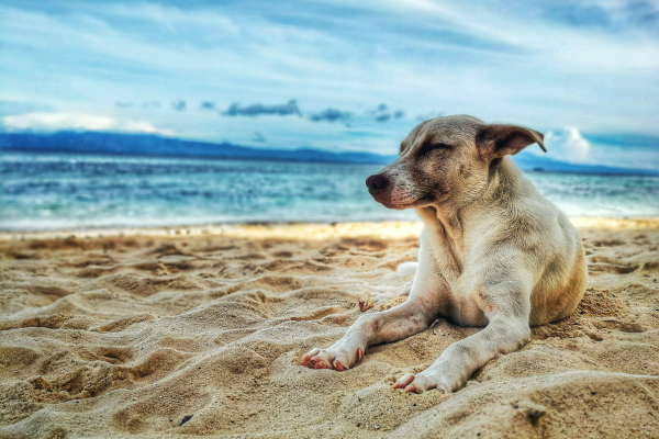 Cómo pasar el mejor día de playa con tu perro