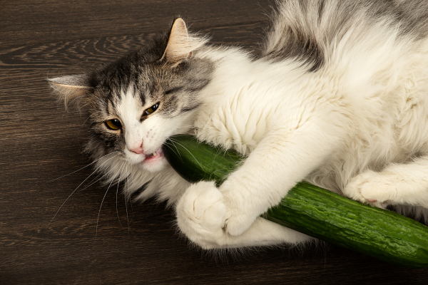 gato comiendo calabacín