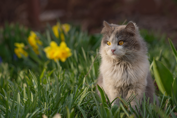 Alergia primaveral en perros y gatos: cómo la alimentación vegetal puede ayudar