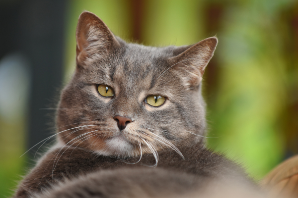 Diez consejos de cuidado para gatos mayores