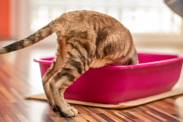 Por qué tu gato se hace pis en la cama (y cómo solucionarlo)