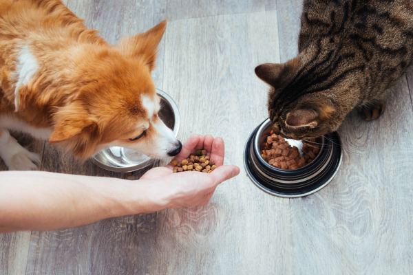 Seis preguntas frecuentes sobre la alimentación vegana para perros y gatos