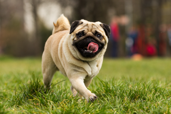 Perro paseando