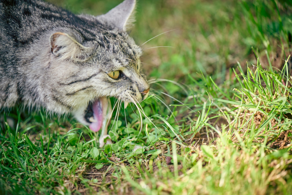 Por qué vomita tu gato y cómo evitarlo
