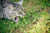 Por qué vomita tu gato y cómo evitarlo