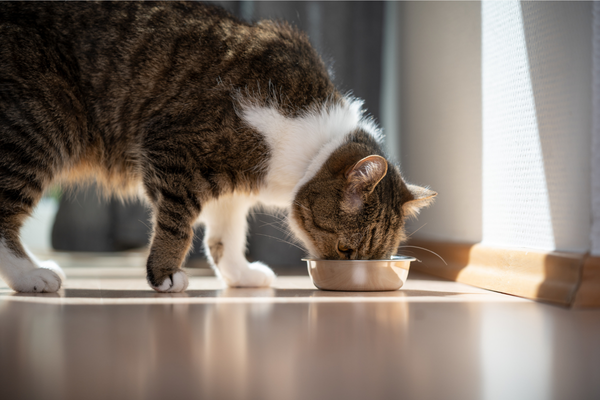 gato comiendo pienso 100% vegetal