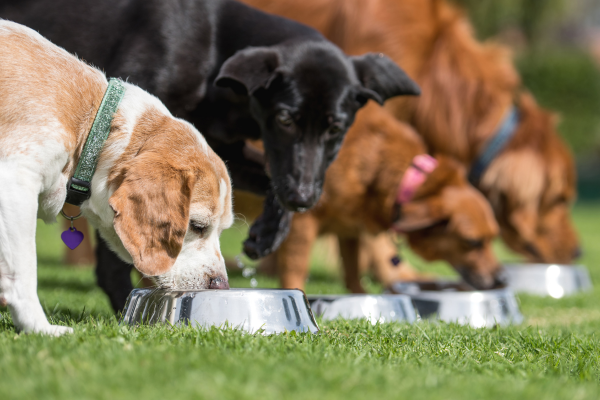 Cinco señales de que tu perro tiene una alergia alimentaria