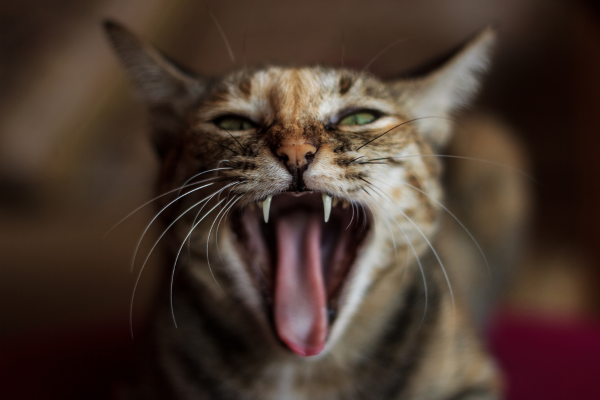 gato resistente a los cambios
