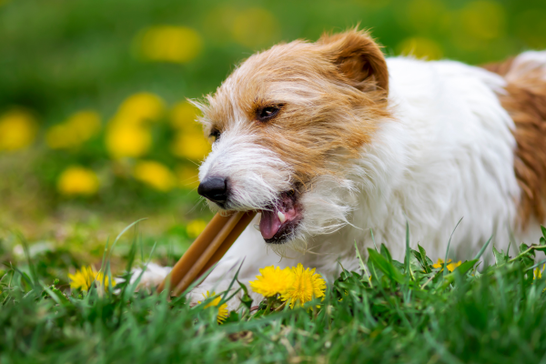 Cuántos snacks veganos son muchos snacks para tu perro