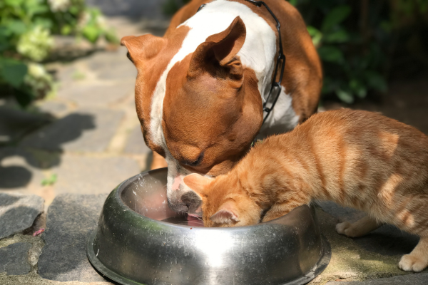 Cuatro señales de que tu perro o gato necesita un cambio de dieta