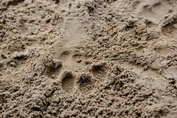 Cómo reducir la huella medioambiental de tu perro o gato