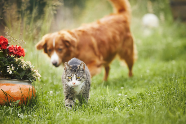 perro y gato en jardín