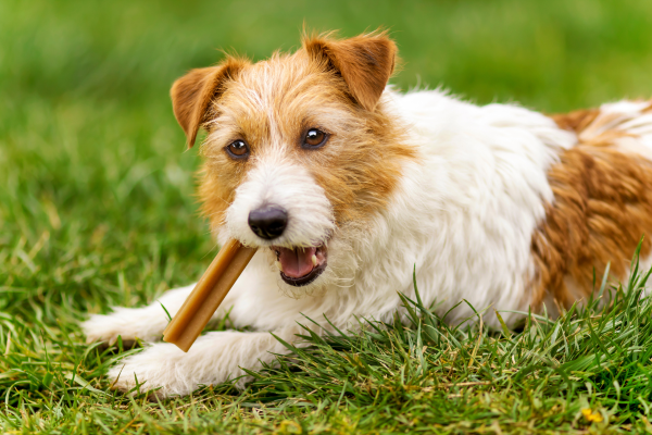 perro masticando palito dental