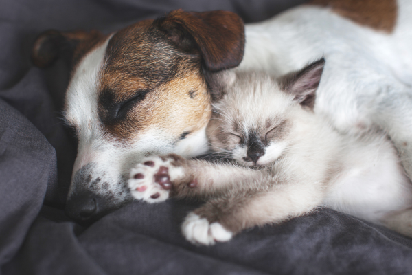 perro y gato durmiendo juntos