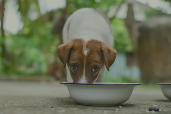 Perro esperando su comida a base de garbanzos