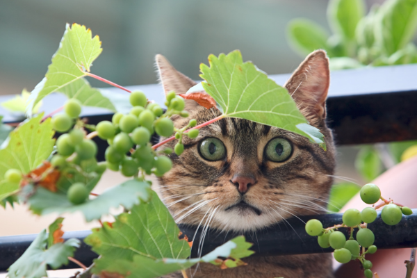 gato y uvas