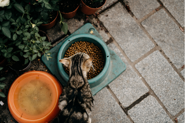 gato comiendo pienso 100% vegetal