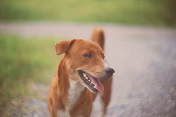 perro vegano enseña los dientes