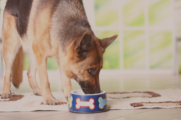 perro comiendo pienso vegano