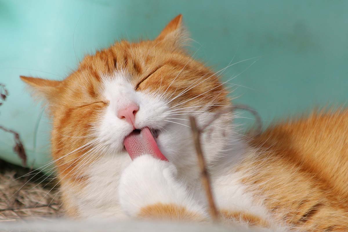 Dieta vegana para gatos y qué pasa con la taurina