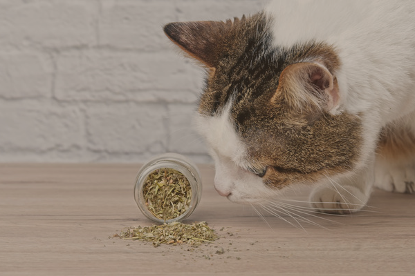 gato mirando suplemento de hierbas vegano