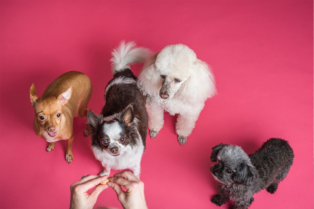 No, dar comida vegana a tu perro no es malo para su salud ni es maltrato
