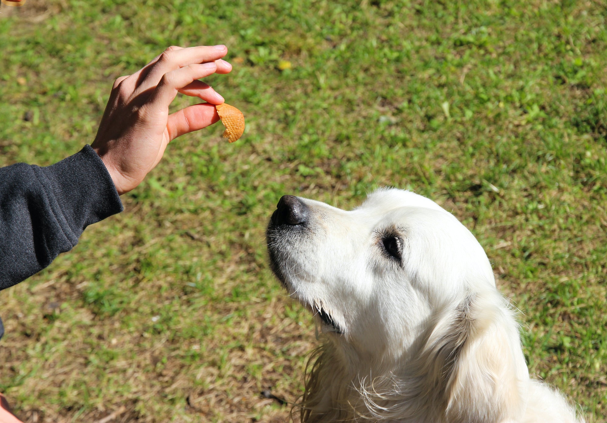 Las diez alergias alimentarias más comunes en los perros