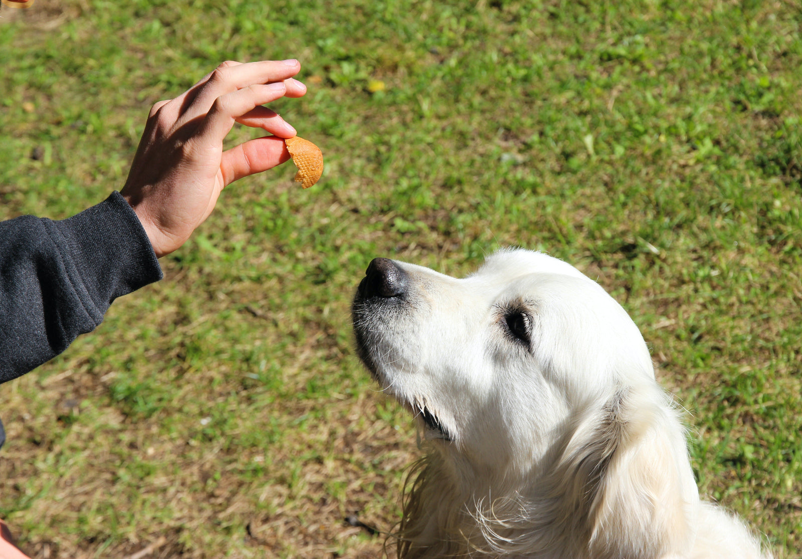 Las diez alergias alimentarias más comunes en los perros
