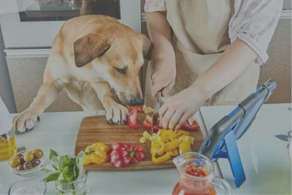 Yo soy vegana, pero... ¿y mi perro?