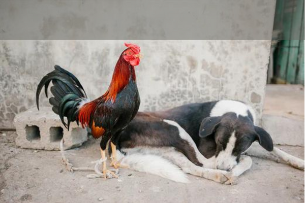 ¿Cómo reducir el coste ambiental de la alimentación para perros y gatos?