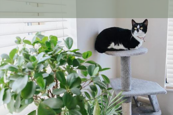 ¿Es segura y saludable la comida vegana para gatos?