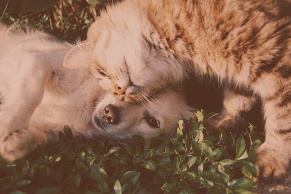 Cómo conseguir la mejor relación entre tu perro y tu gato
